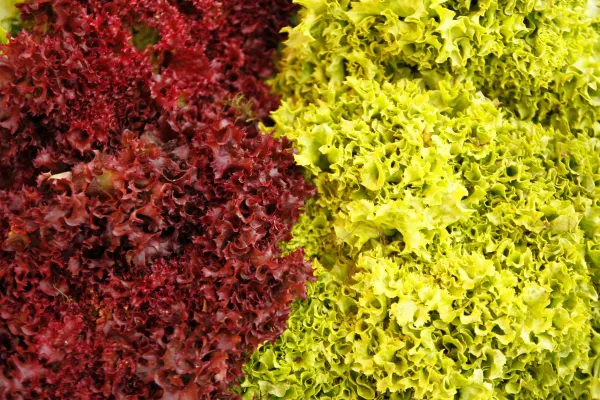Hidroponia Caseira com Método Kratky em Pote Reutilizado de Sorvete para Cultivar Alface Fresca em Pequenos Espaços