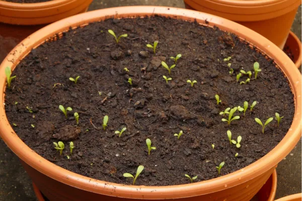 Crescimento de Coentro em Cultivo Caseiro com Música Clássica Ruído Branco e Silêncio
