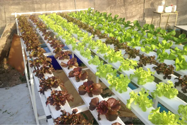 Comparativo LED Roxo Cultivo Indoor Cebolinha Desenvolvimento Eficiente