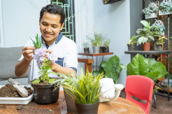 Plantas de Interior Resistentes Cultivadas sem Luz Natural Direta em Apartamentos Pequenos com Iluminação Indireta