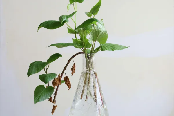 Ideias Criativas de Mini Jardins em Apartamentos com Potes de Vidro Sustentáveis