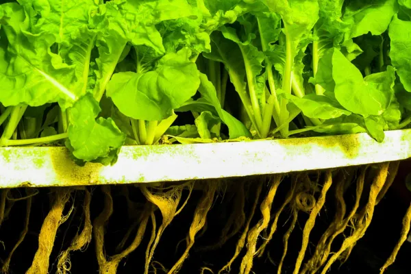 Germinação de Rúcula em Papel Toalha com Plástico Filme ou sem Cobertura Para Hortas Caseiras
