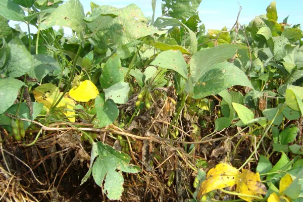 Crescimento de Rúcula em Cultivo Doméstico com Música Instrumental em Comparação ao Silêncio no Manejo Sustentável