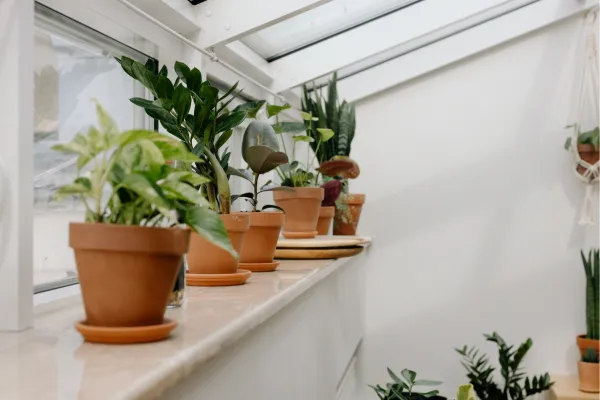 Irrigação com Cordão de Algodão em Vasos de Cerâmica Porosa Guia Sustentável para Plantas de Interior
