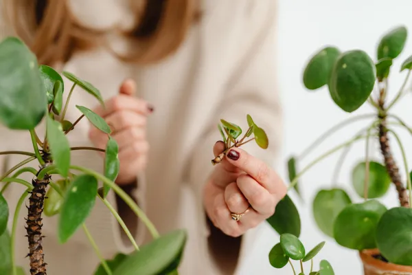 Cultivo de Tomilho em Substratos Naturais Sustentáveis para Hortas Caseiras